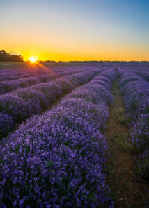 Heacham Lavender Field, Norfolk, UK